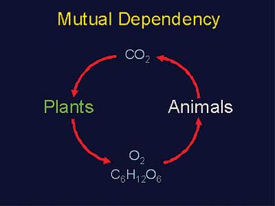 mutual_dependancy